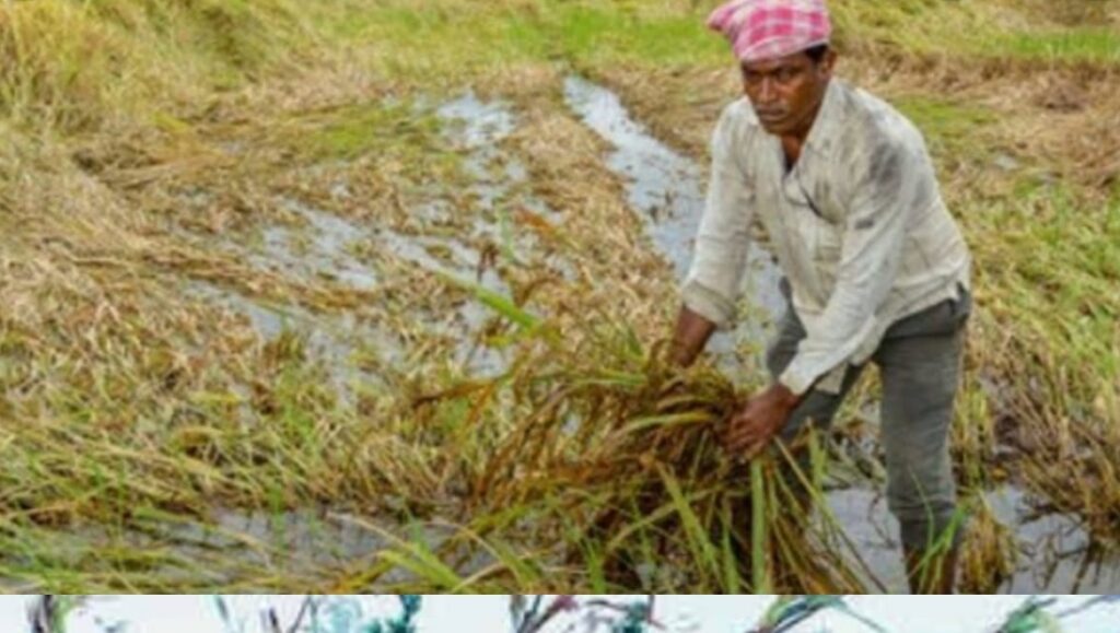 बारां जिले में बारिश से किसानों की सोयाबीन और उड़द की फसल को भारी नुकसान बारां जिले में बारिश से किसानों की सोयाबीन और उड़द की फसल को भारी नुकसान