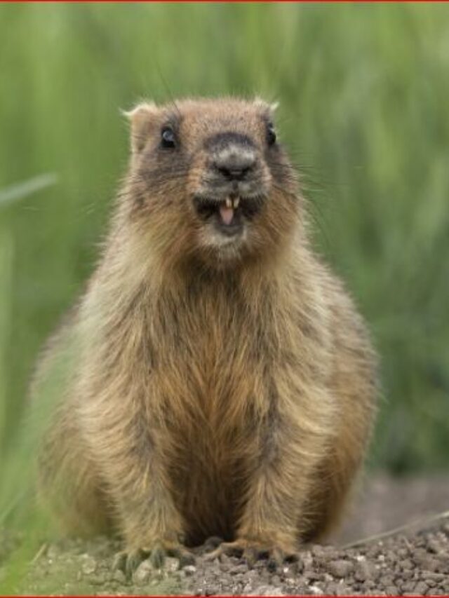 In which countries is Groundhog Day a popular tradition