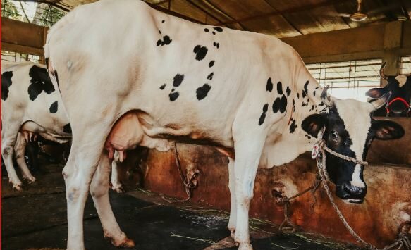 dairy farmer क्या है और डेयरी फार्म कैसे शुरू करें? dairy farmer क्या है और डेयरी फार्म कैसे शुरू करें?